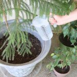 32 ounce multi-purpose measuring pitcher pouring water into a plant that is potted